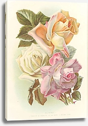 Постер Tea Roses