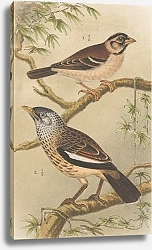 Постер Хойтема Тео Две Птицы На Ветвях