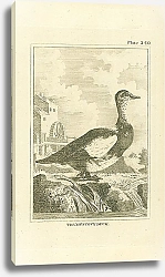 Постер The Muscovy Duck 1