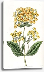 Постер Эдвардс Сиденем Clammy Calceolaria