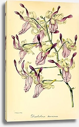 Постер Dendrobium Taurinum