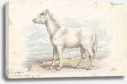 Постер Смит Чарльз Гамильтон Villous Horse, Primeval White Stock