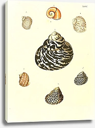 Постер Морские раковины 010