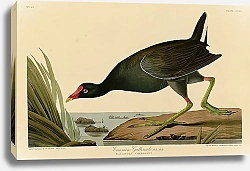 Постер Common Gallinule