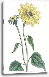 Постер Эдвардс Сиденем Trumpet-stalked Sun-flower