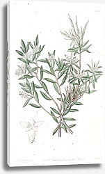 Постер Эдвардс Сиденем Small-flowered Whitebeard