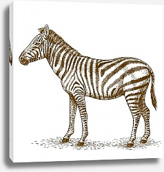 Постер Гравюра с зеброй