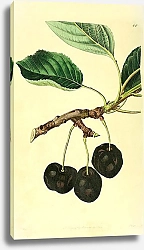 Постер Черная татарская вишня