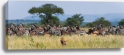 Постер Гепард охотится на стадо зебр. Национальный парк Серенгети, Танзания