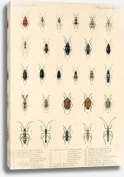 Постер Годман Фредерик Insecta Rhynchota Hemiptera-Heteroptera Pl 39