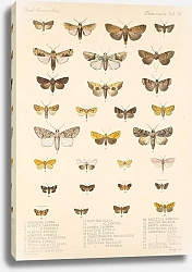 Постер Годман Фредерик Insecta Lepidoptera-Heterocera Pl 094