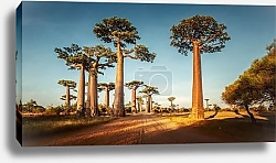 Постер Баобабы