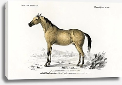 Постер Лошадь (Equus ferus caballus) 