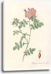 Постер Редюти Пьер Rosa Rubiginosa Triflora