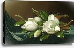 Постер Хид Мартин Джонсон Магнолии на светло-голубой бархатной ткани
