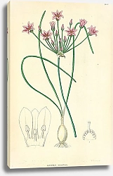 Постер Caloscordum nerineflorum