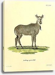 Постер Антилопа Antilope picta