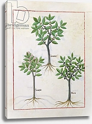 Постер Тестард Робинет (бот) Ms Fr. Fv VI #1 fol.166v Illustration from the 'Book of Simple Medicines'