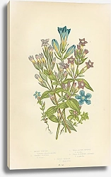 Постер Marsh Gentian, Spring Gentian, Small Alpine Gentian, Small Flowered Gentian