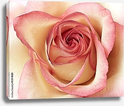 Постер Бело-розовая роза макро