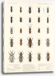 Постер Годман Фредерик Insecta Coleoptera Pl 066