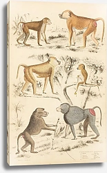 Постер Макгилливрей Уильям Baboons