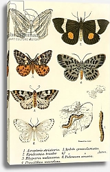 Постер Школа: Английская 19в. Butterflies 106