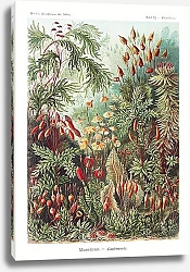 Постер Muscinae–Laubmoose