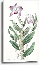 Постер Эдвардс Сиденем Necklace-Stemmed Dendrobium