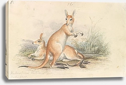 Постер Смит Чарльз Гамильтон Red Kangaroos