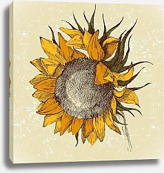 Постер hand drawn sunflower