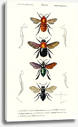 Постер Различные виды насекомых