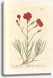 Постер Блэквелл Элизабет Гвоздика июльская-цветы