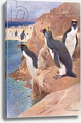 Постер Кунер Вильгельм Rock Penguin, illustration from'Wildlife of the World', c.1910