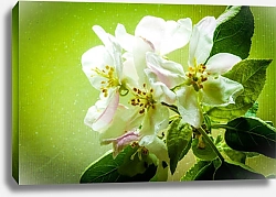Постер Ветка цветущей яблони