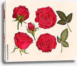 Постер Цветы и бутоны красной розы