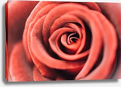 Постер Бутон красной розы