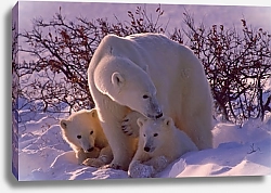 Постер Полярный медведь с медвежатами на снегу