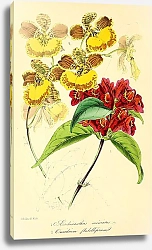 Постер Aeschinanthus miniatus, Oncidium flabelliferum