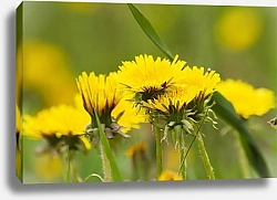 Постер Одуванчики 7