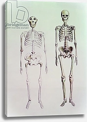 Постер Школа: Английская 20в. Skeletons of Australopithecus Boisei and Homo Sapiens