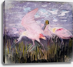 Постер Тайер Эббот Розовые колпицы, исследование для книги 