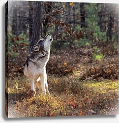 Постер Волк, воющий в осеннем лесу