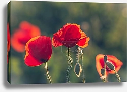 Постер Черные тюльпаны на светлом фоне