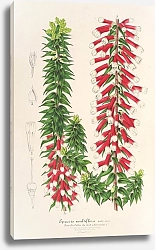 Постер Лемер Шарль Epacris multiflora