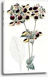 Постер Эдвардс Сиденем Mr. Young’s Calceolaria