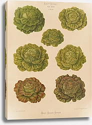 Постер Бенари Эрнст Lettuces – Cabbage Varieties