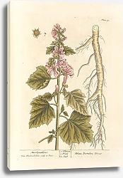 Постер Блэквелл Элизабет Зефир