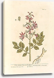 Постер Блэквелл Элизабет Белая горчица или фраксинелла