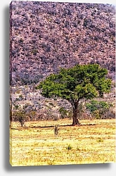 Постер Величие диких фикусов: Пейзаж Крюгера, ЮАР